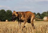 DOGUE ALLEMAND 310